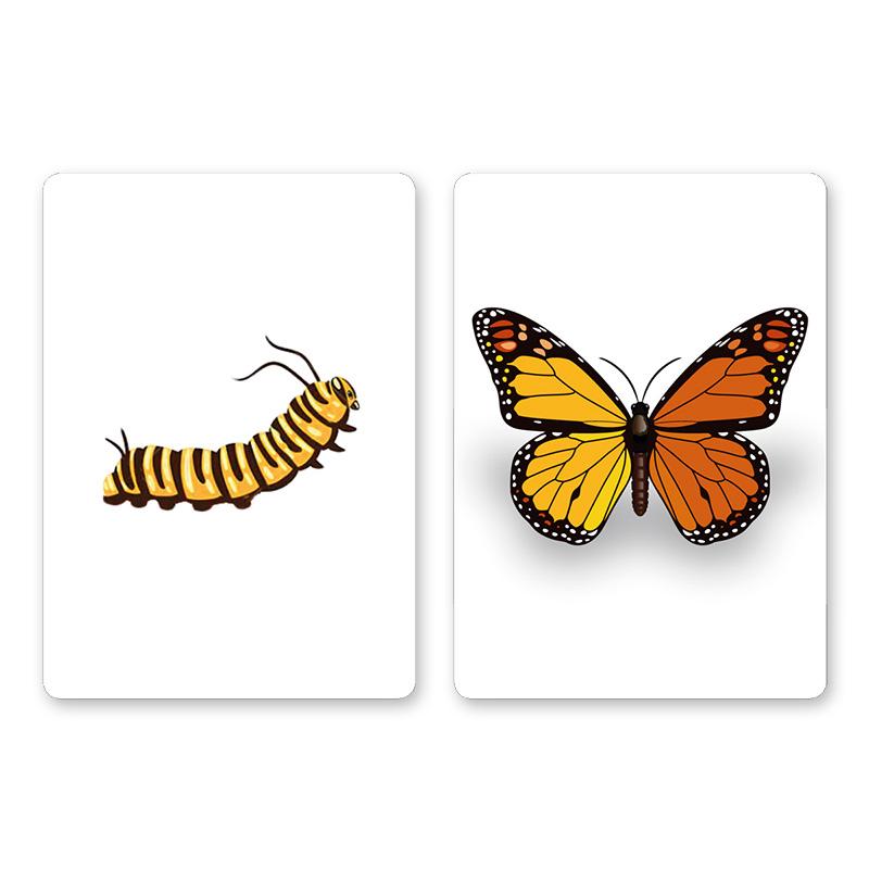 CaterFly - Magical Project – Image 2